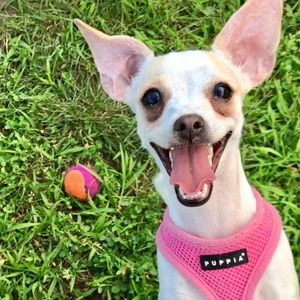 Meet your Posher, Posh